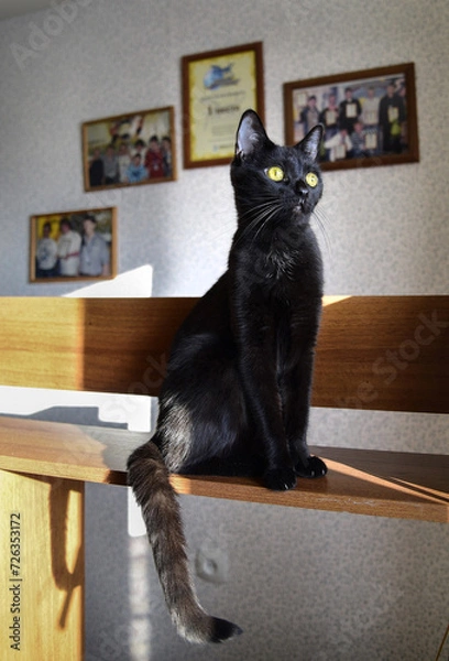 Obraz black cat on the table