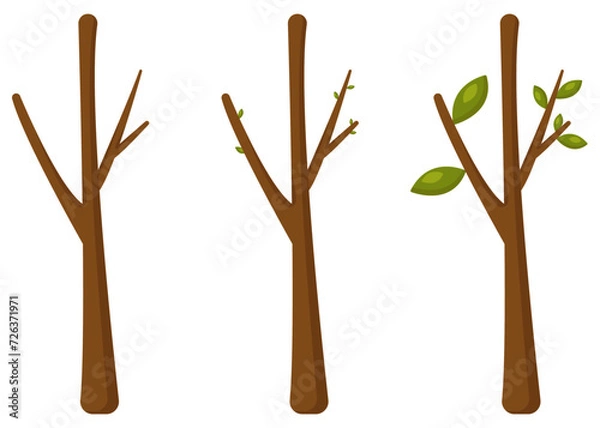 Fototapeta Three plants in leaf growth stages