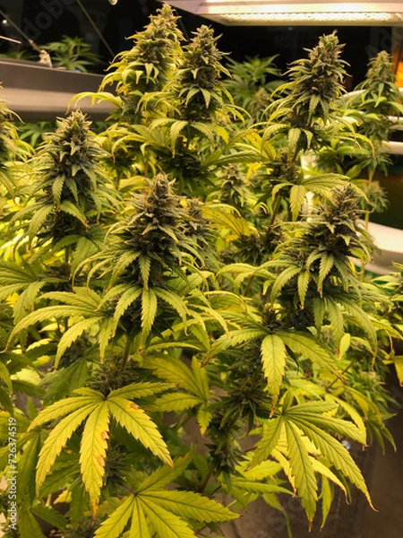 Obraz Live marijuana plant with many huge colas