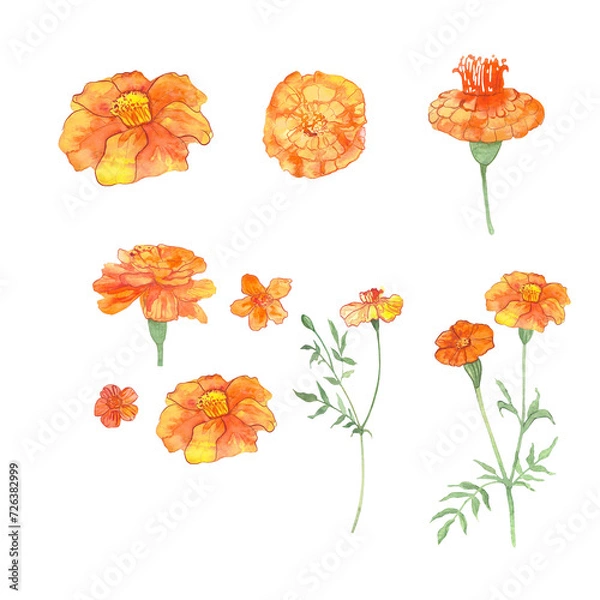 Fototapeta a set of illustrations of marigold hand-drawn in watercolor, a picture of an orange flower, a postcard with a flower symbolizing the day of the dead, a magical plant.
