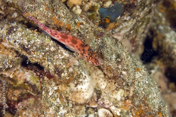 Fototapeta cryptic wrasse (pteragogus cryptus)