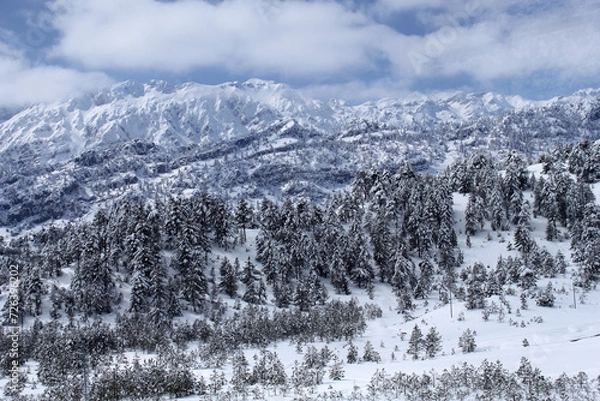 Obraz Snow-filled pine trees on the mountain