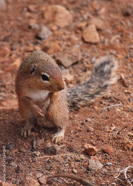 Fototapeta kleines Eichhörnchen