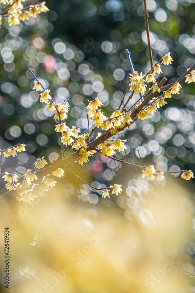 Obraz ロウバイ 蝋梅 Wintersweet