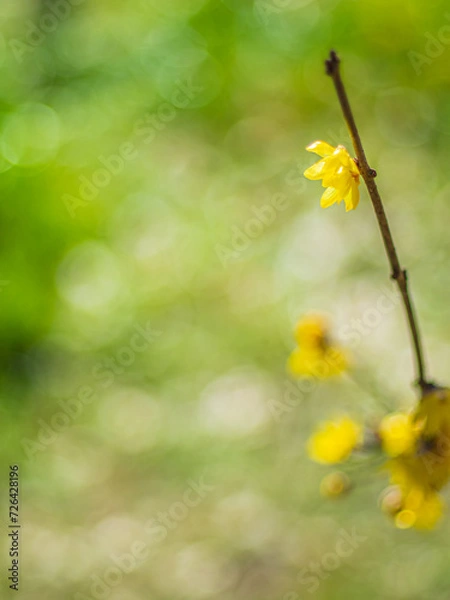 Obraz ロウバイ　蝋梅　Wintersweet 