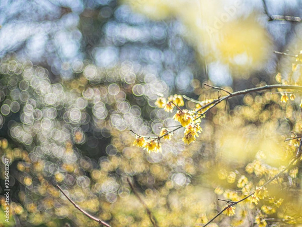 Obraz ロウバイ　蝋梅　Wintersweet 