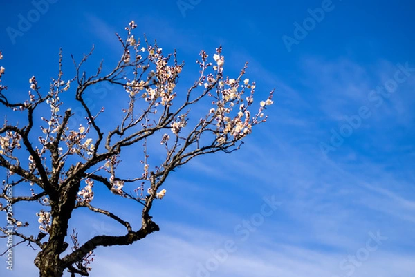 Obraz 梅　ウメ　Plum
