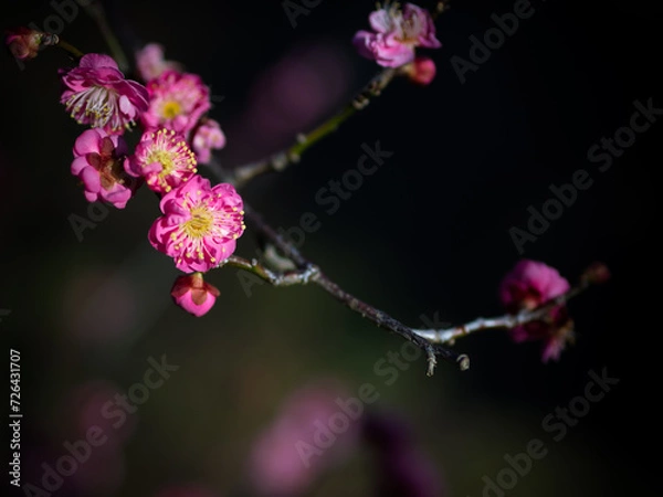 Obraz 梅　ウメ　Plum
