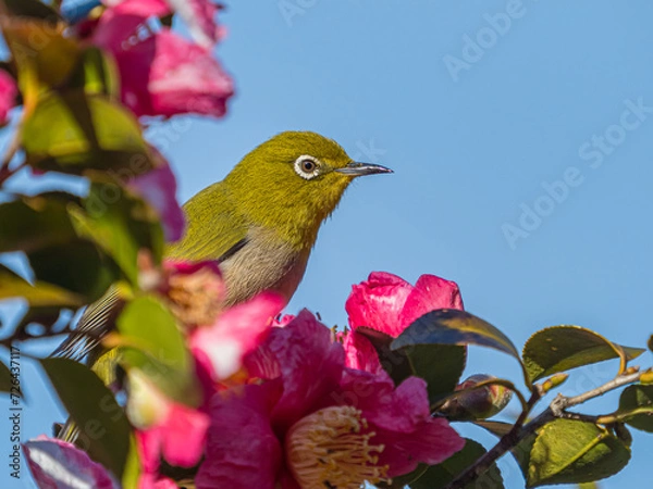 Obraz メジロ　目白　White‐eye