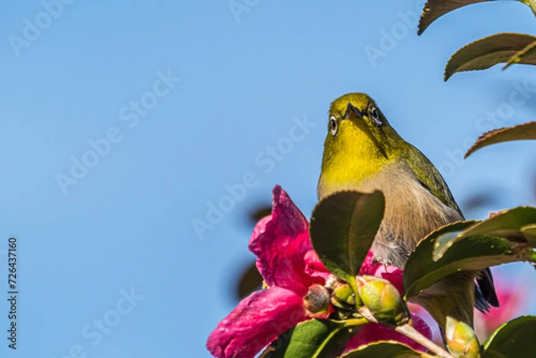 Obraz メジロ　目白　White‐eye