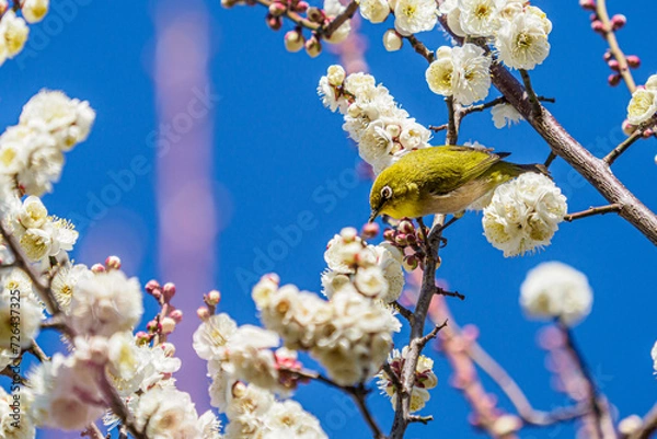 Obraz メジロ　目白　White‐eye