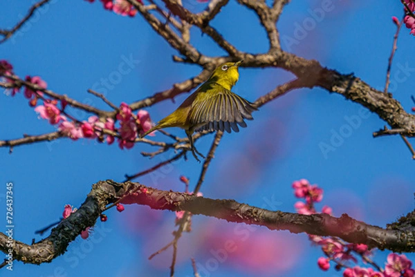 Obraz メジロ　目白　White‐eye