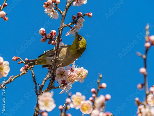 Obraz メジロ　目白　White‐eye