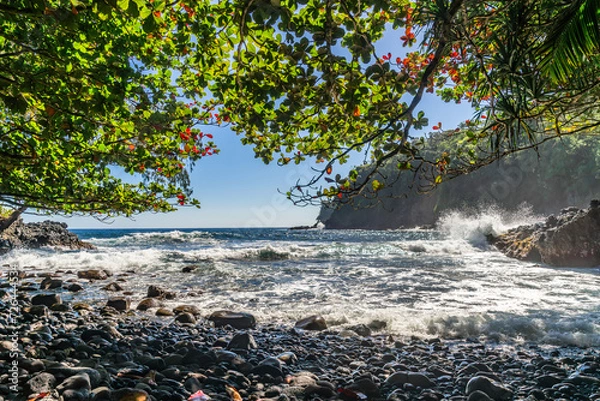 Fototapeta lonely beach in jungle on the pacific coast on big island in hawaii