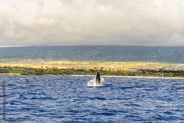 Fototapeta humpback whales swimming and jumping in the pacific on big island in hawaii