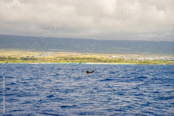 Fototapeta humpback whales swimming and jumping in the pacific on big island in hawaii