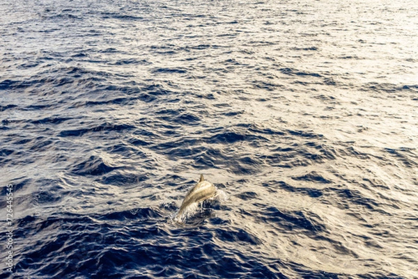 Fototapeta dolphins swimming and jumping in the pacific on big island in hawaii