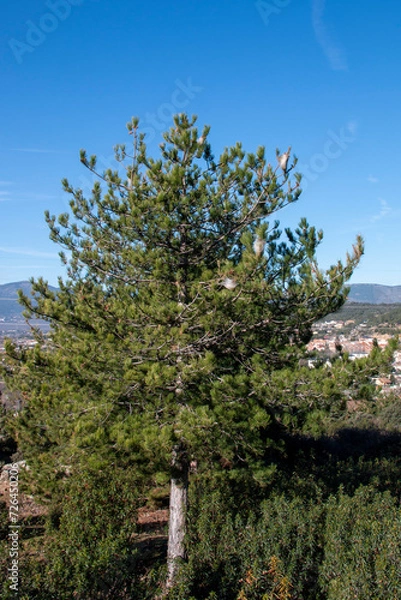 Fototapeta Nests of processionary caterpillars on pine trees in winter that, due to the high temperatures, the worms themselves can be seen.