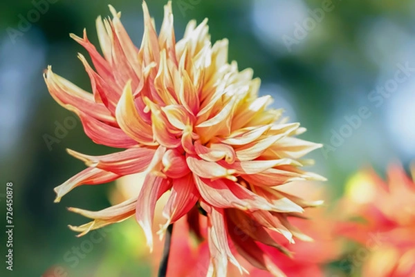 Fototapeta - 4. autumn flowers two-color dahlia - orange and red