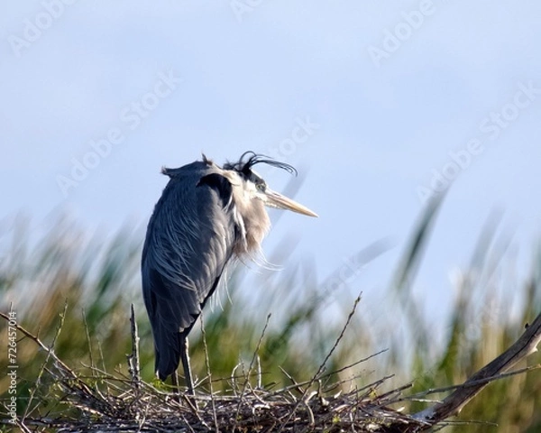 Obraz great blue heron ardea cinerea