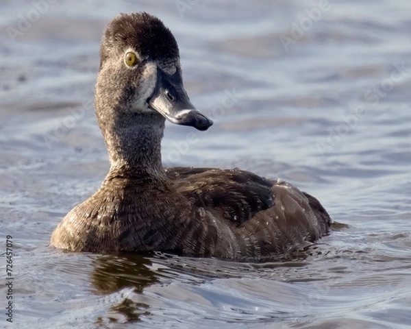 Obraz Ring-Necked Duck Aythya Collaris