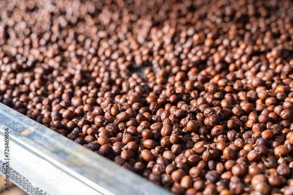 Obraz Drying coffee cherry in the sun