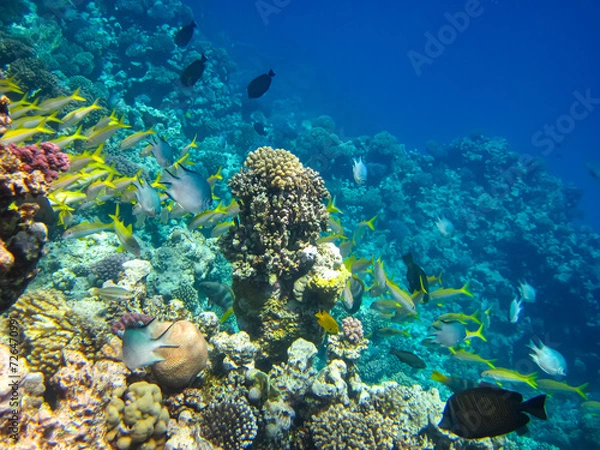 Obraz Beautiful fish in the coral reef of the Red Sea