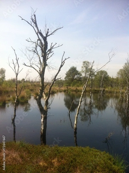 Obraz Moorlandschaft