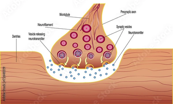Obraz synapse diaghram