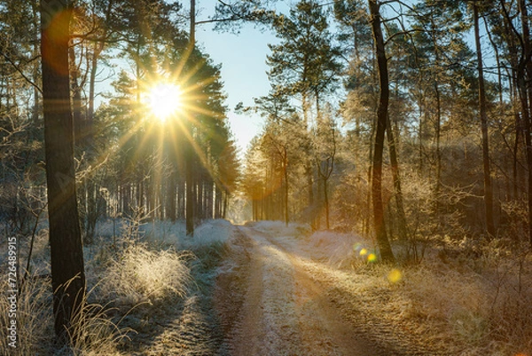 Obraz Road in a winter forest between trees