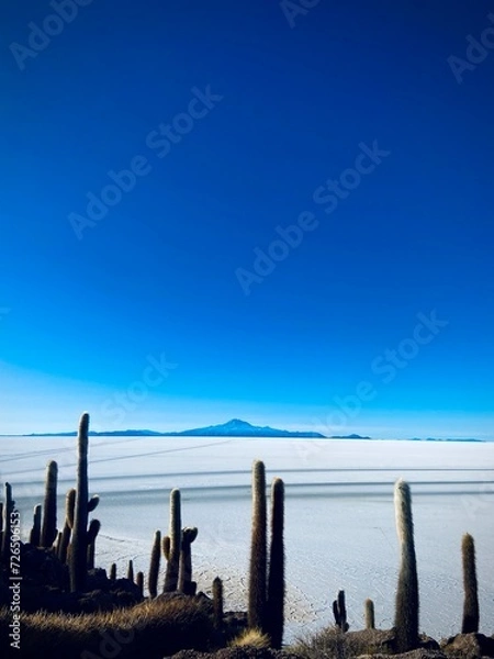 Obraz cacti on the salt flats