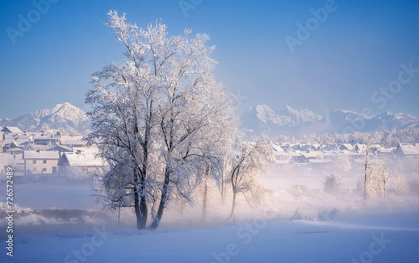 Fototapeta landscape with trees and snow