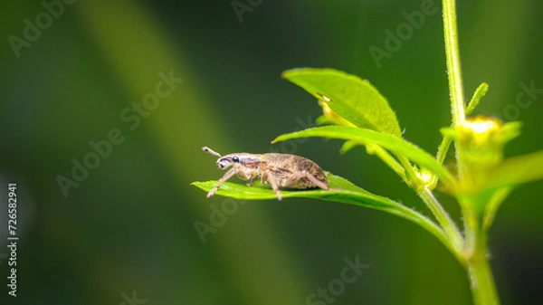 Fototapeta Weevils beetle