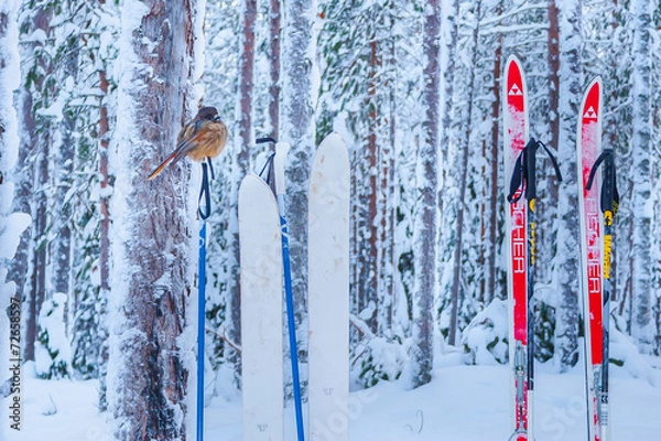 Obraz Curious siberian jay