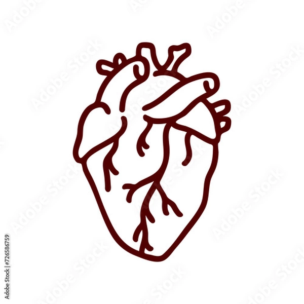 Obraz anatomical heart vector illustration