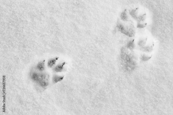 Fototapeta Pawprints on the snow. Winter background with dog paw imprinted on snow
