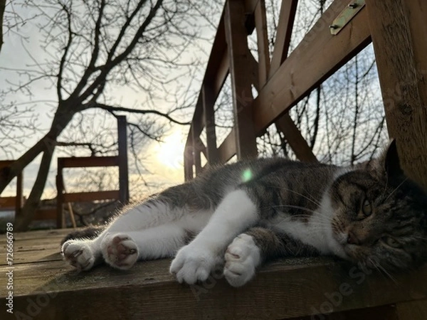 Obraz Katze auf Baumhaus