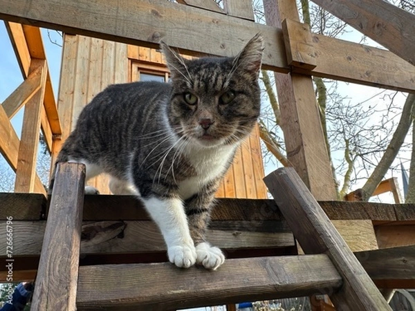Obraz Katze auf Baumhaus