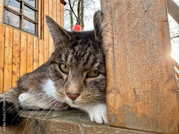 Obraz Katze auf Baumhaus