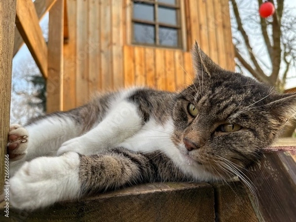Obraz Katze auf Baumhaus