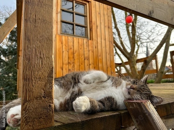 Obraz Katze auf Baumhaus