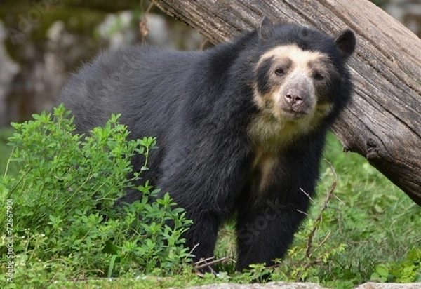 Obraz Ours à lunettes