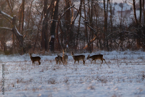 Fototapeta Roe deer, capreolus capreolus, group of deer in winter forest