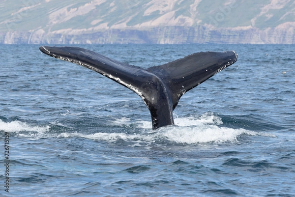 Obraz A humpback whale (Megaptera novaeangliae) with the fluke or tail out of the water in north Iceland