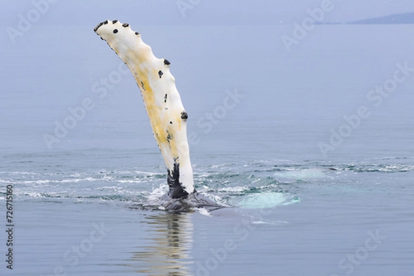 Obraz Humpback whale pectoral fin slapping on a calm and glassy sea in north Iceland