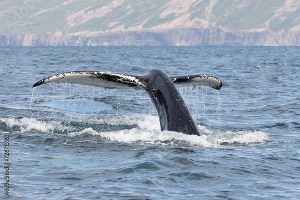 Obraz A humpback whale (Megaptera novaeangliae) showing its fluke out of the water in north Iceland