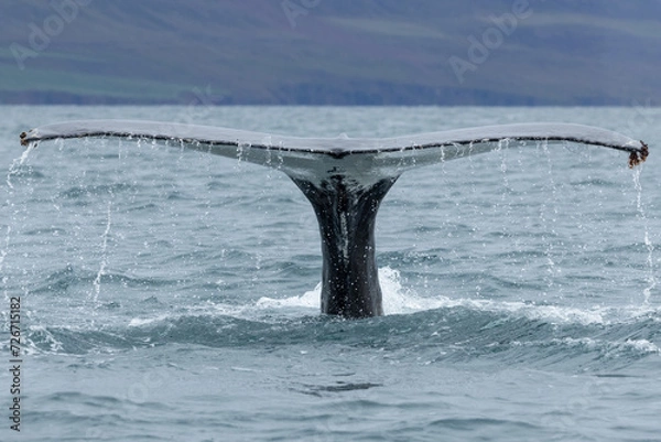 Obraz Humpback whale (Megaptera novaeangliae) lifting the tail creating a waterfall of water droplets