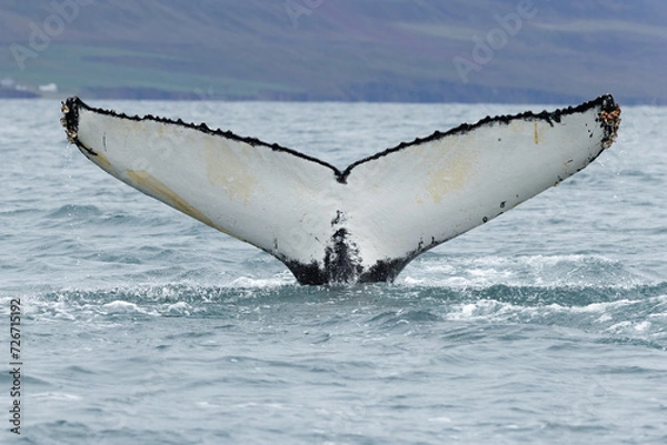 Obraz A humpback whale (Megaptera novaeangliae) tail or fluke in the air