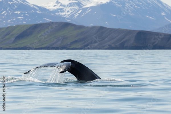 Obraz A humpback whale (Megaptera novaeangliae) with the fluke or tail out of the water and a beautiful landscape as a background of a fjord in north Iceland