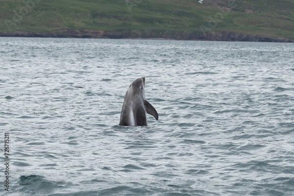 Obraz White-beaked dolphin (Lagenorhynchus albirostris) raising its body out of the water in North Iceland.